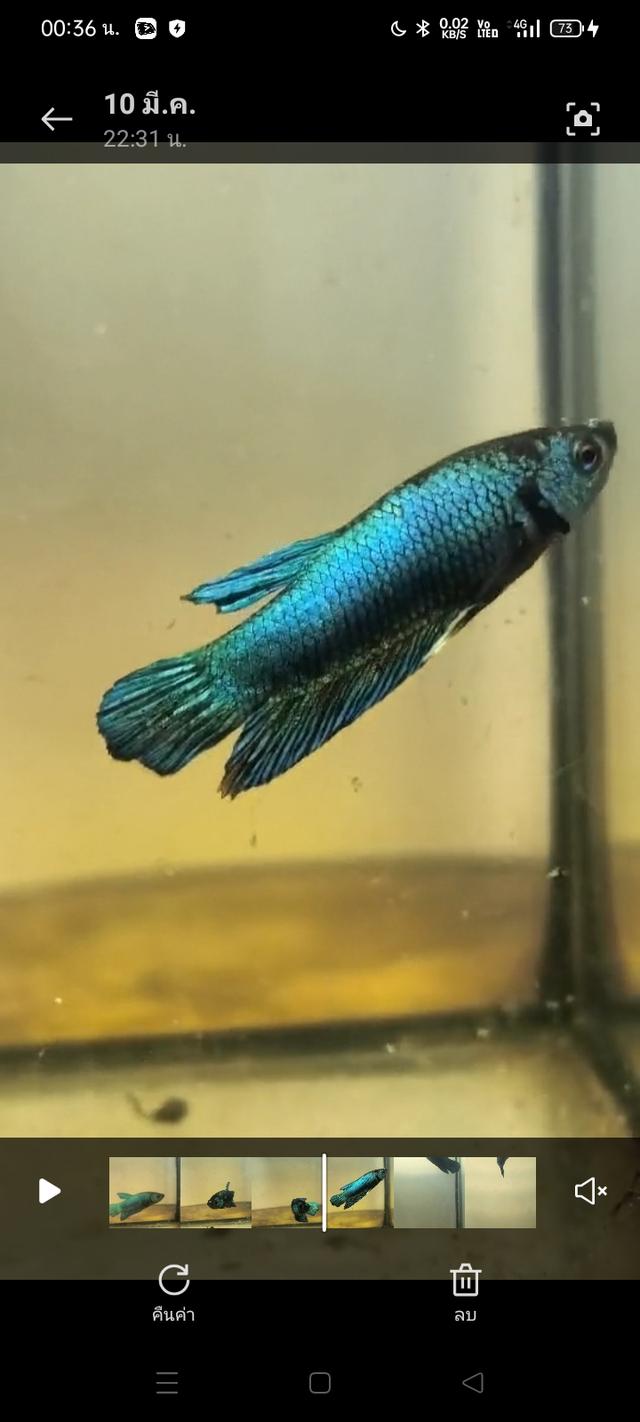 ปลากัดสวยงาม ปลากัด ปลากัดแฟนซี