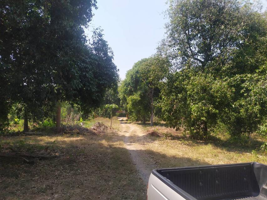 ที่ดินและบ้านเก่าอายุ60ปี 9