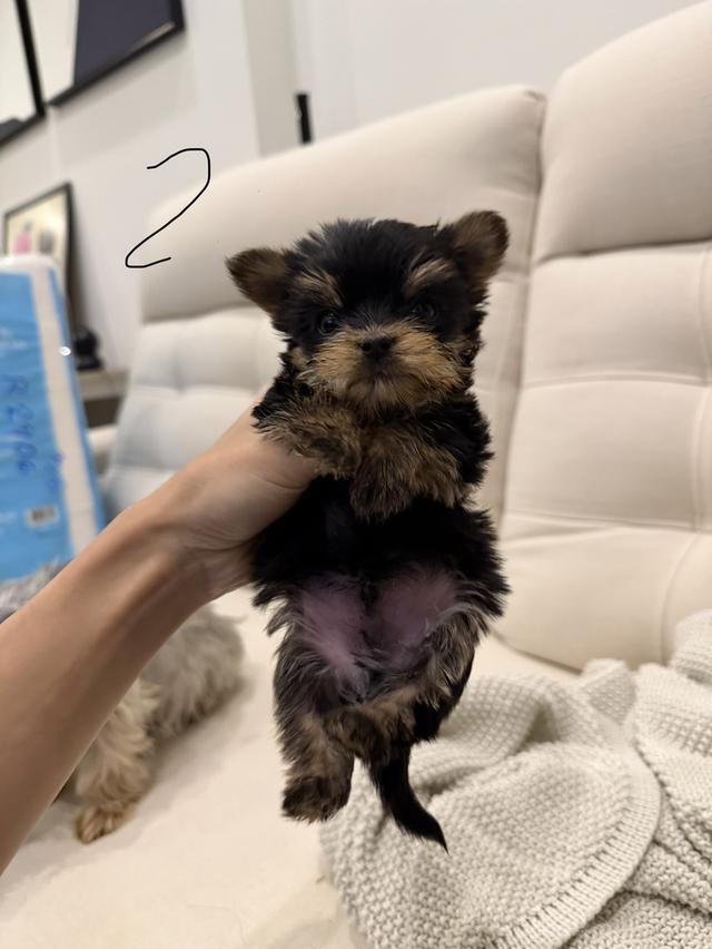 หมายอร์คเชียร์(Tcup) รูปที่ 3