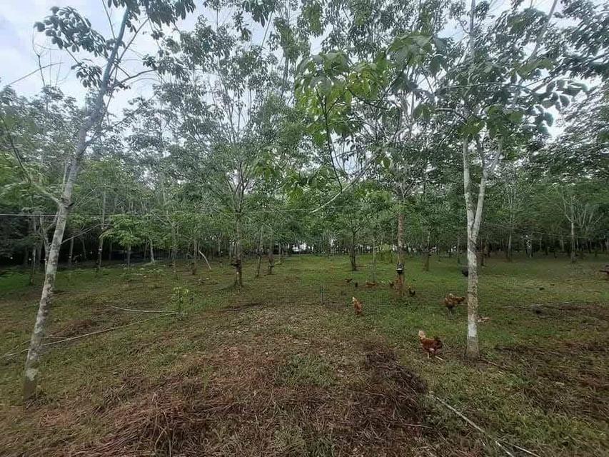 ที่ดินพร้อมบ้านพัก สวนยางพารา 9