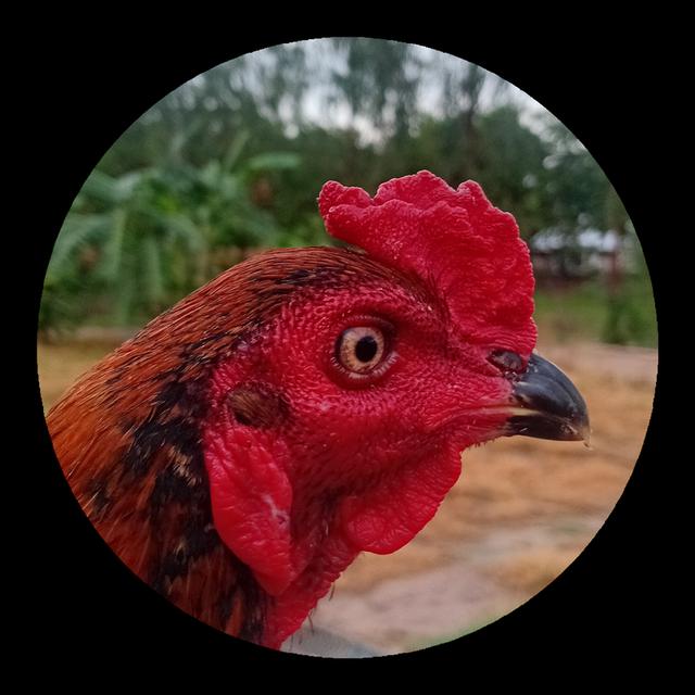 ขายไก่ชน