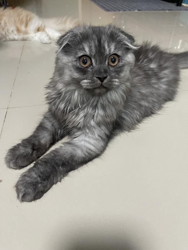 แมวขี้อ้อน(หญิง 3 เดือน)พร้อมย้าย รูปที่ 13