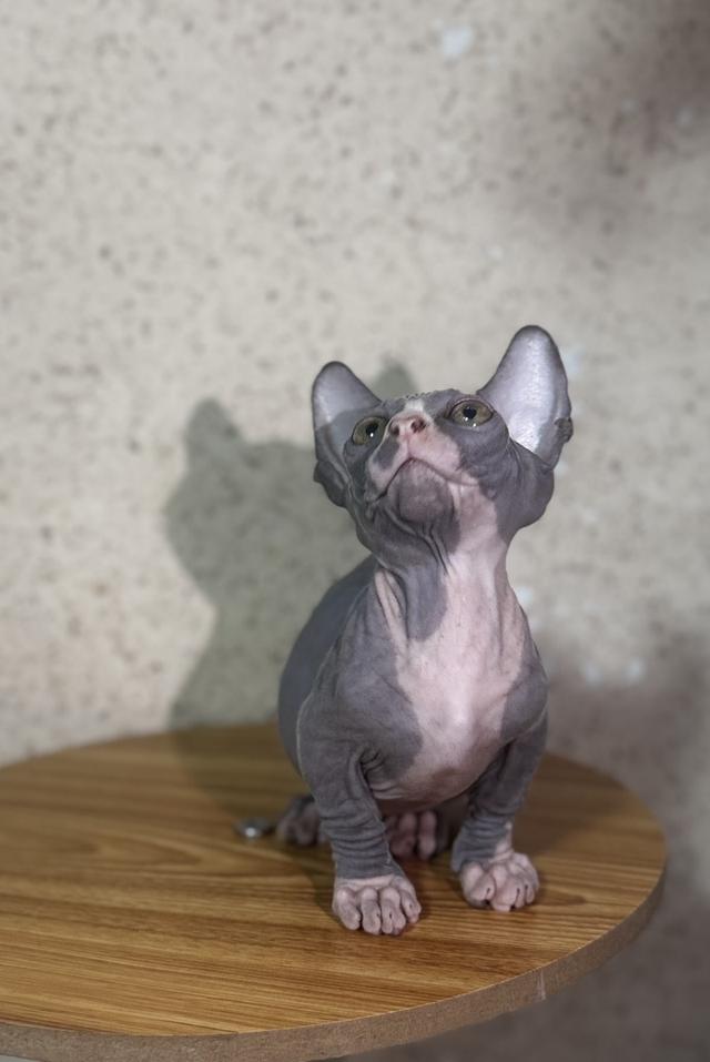 ลูกแมวสฟิงซ์ (Bambino) ขาสั้น สีบลู รูปที่ 4