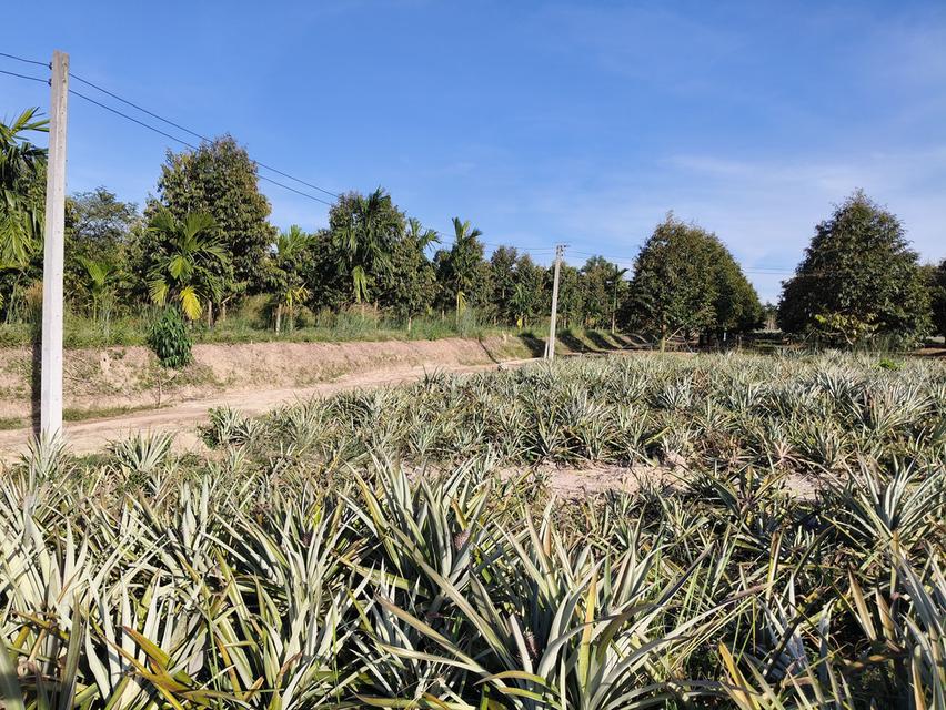 ( ด่วน )ขายที่ดิน อ.แกลง ระยอง ยกแปลง เนื้อที่ 4 ไร่ - 49.6 ตารางวา 8