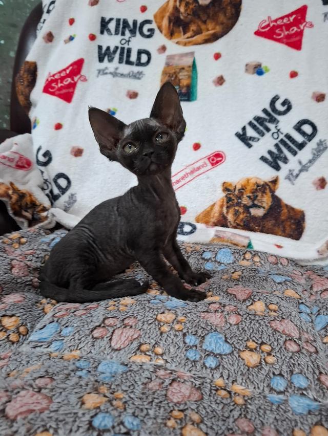 Devon Rex are curly-haired cats.