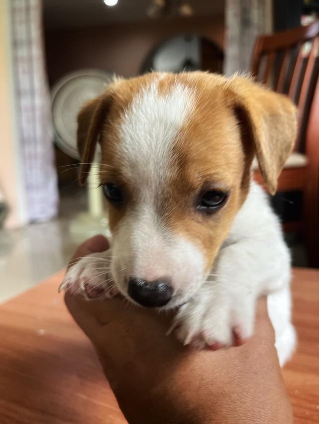 ลูกสุนัข jackrussell