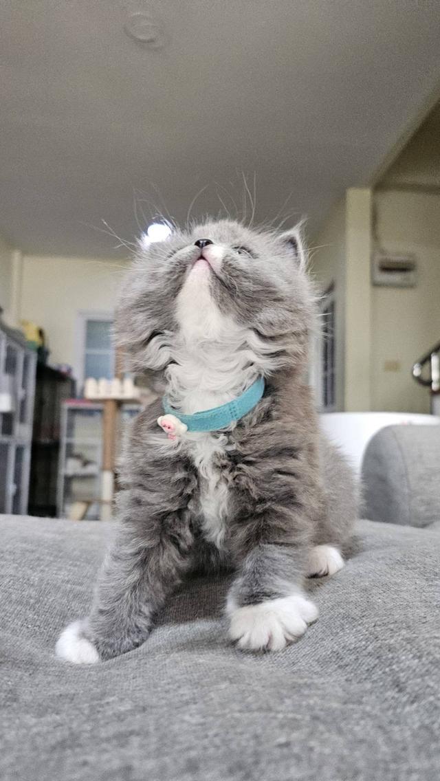 บริติช-สก็อตติช แมวคอฟ้า รูปที่ 4