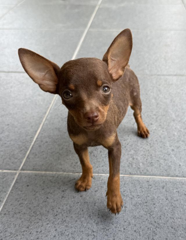 ลูกสุนัขพันธุ์มิเนเจอร์ (Miniature Dogs) 13