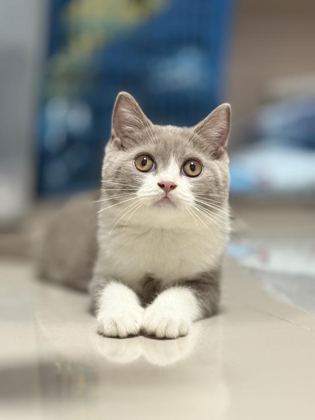 แมว British shorthair ติดจอง