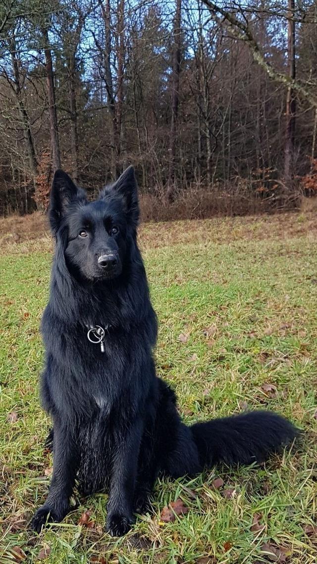 น้องสุนัขเยอรมัน เชพเพิร์ด สีดำ 3