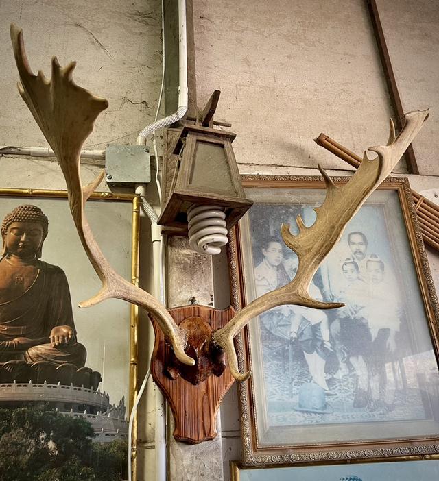 เขากวางแขวนผนัง เขากวางตกแต่งสถานที่ เขากวางเฟลโลว์ เขากวางแท้ 6