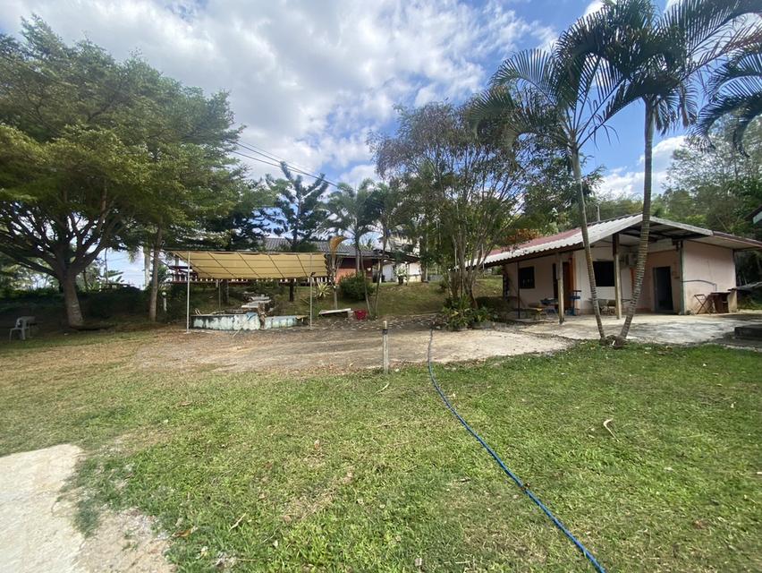 ไร่ชมจันทร์ วังน้ำเขียว 14ไร่ 7