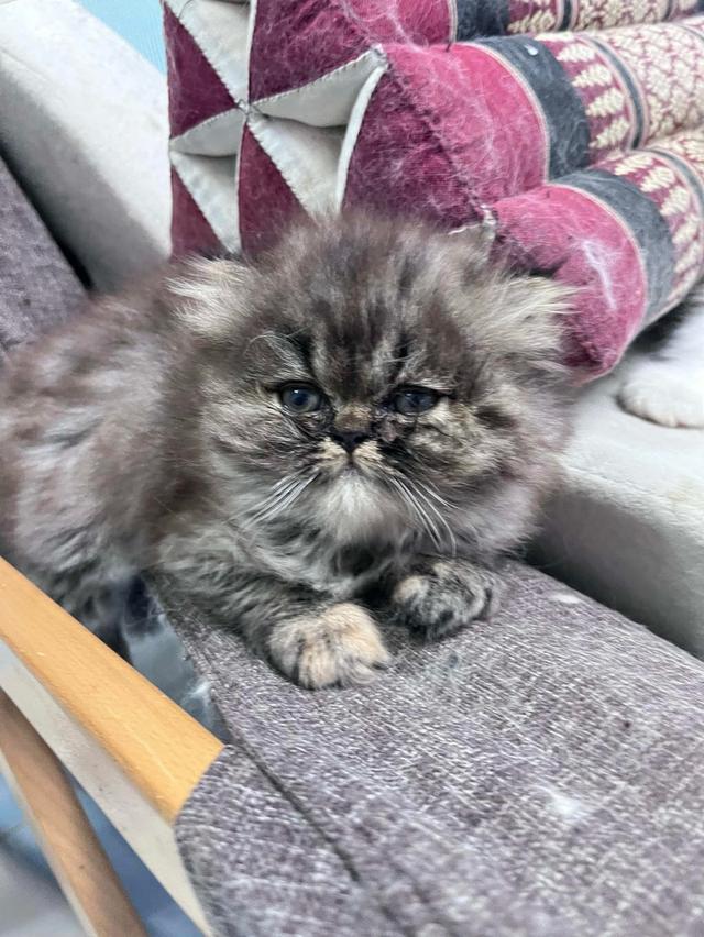 🌈เปิดจองน้องๆ ❤️ ขาวตาฟ้า ดำตาฟ้า ส้มกาฟิว สามสีตาฟ้า 18