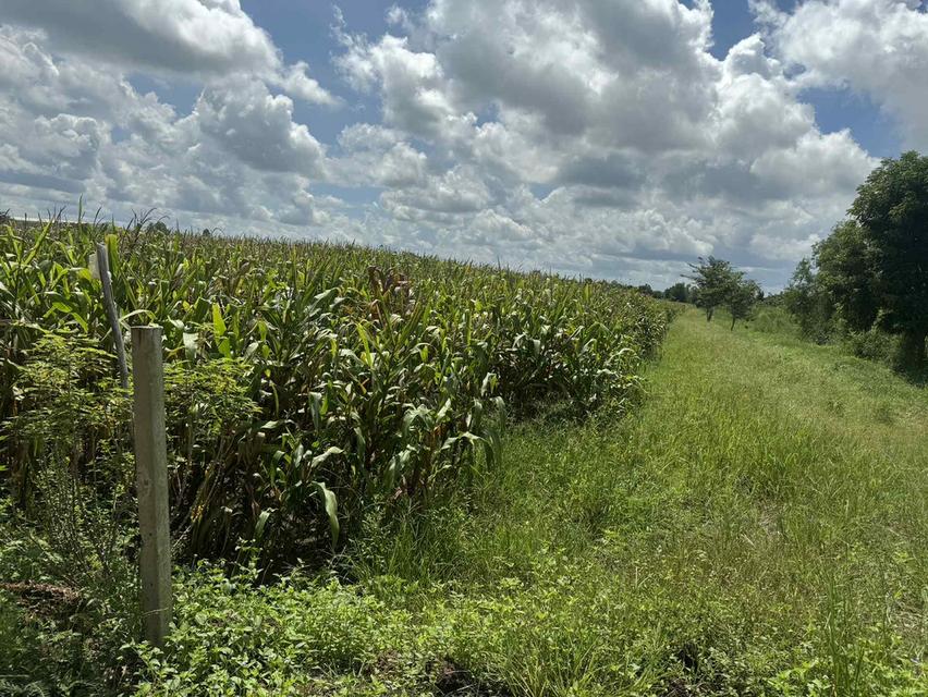 ขายที่ดินสีม่วงหัวหว้าหลังนิคมโรจนะ 23 ไร่ หลังรง.ฮอนด้า ใกล้ถนน304-3กม. อ.ศรีมหาโพธิ ปราจีนบุรี 4