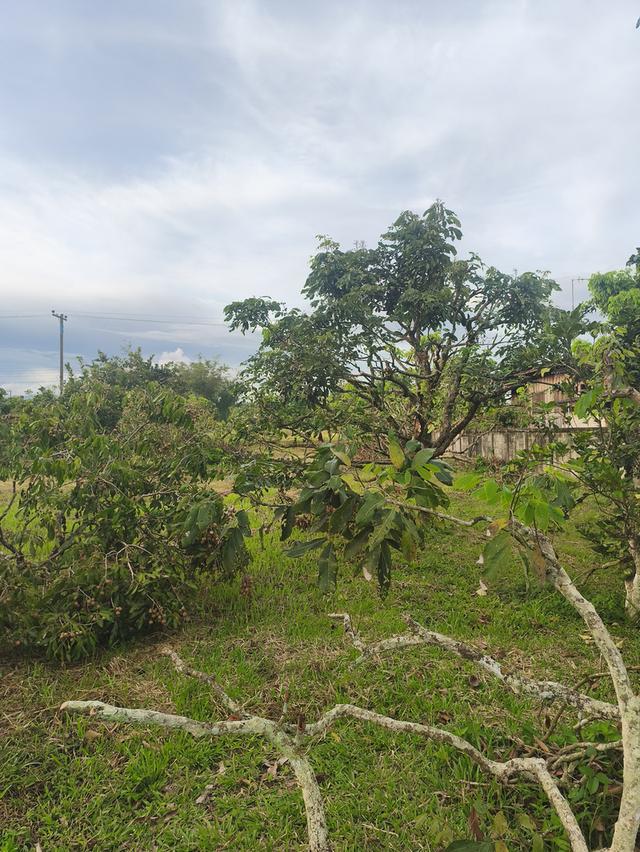 ที่ดินงามเชียงใหม่ 12