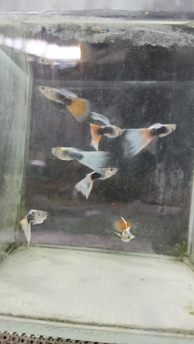 ปลาหางนกยูงตัวละ5บาท รูปที่ 10