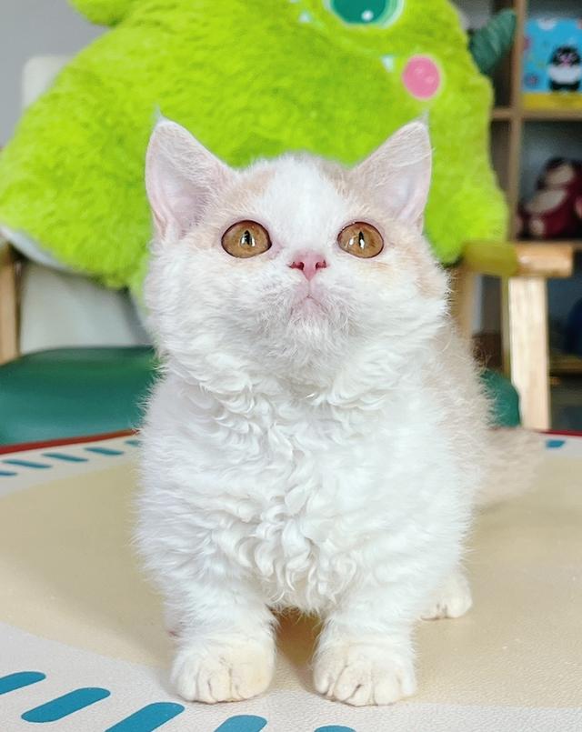 Selkirk Rex Female Lilac Tortie Bicolor Short Leg