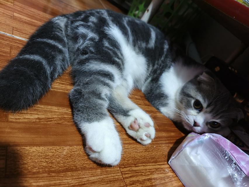 แมว scottish fold อายุ6เดือน 6