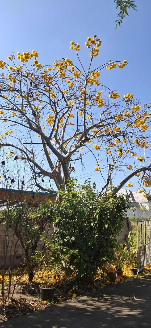 5 ไร่ ทางเข้าไทวัสดุ  โคราช บายพาส ปักธงชัย - จอหอ  9.8 ล้าน 9