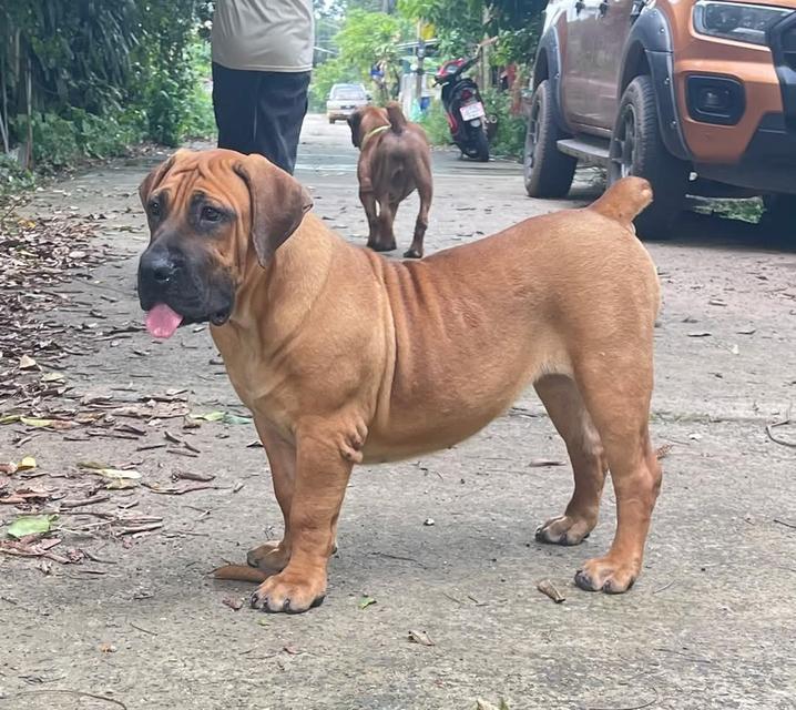 สุนัข 5