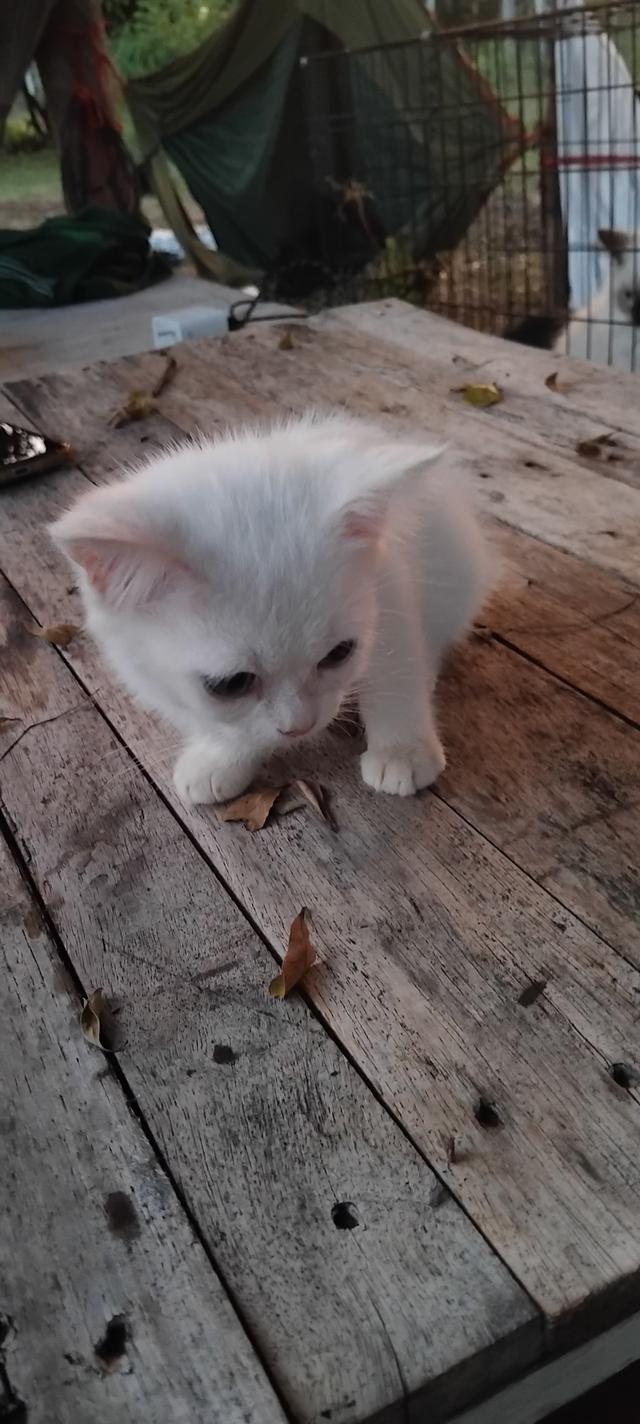 เปอร์เซียสก้อตติสกาญจนบุรี 2