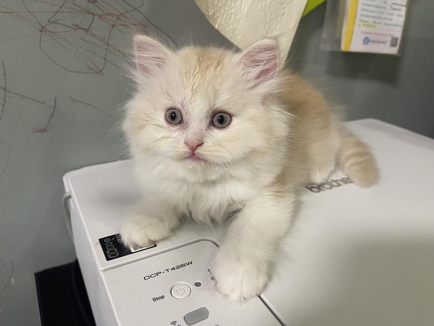 เปิดจองเด็กชายส้ม(สก๊อตติชโฟผสม) รูปที่ 7