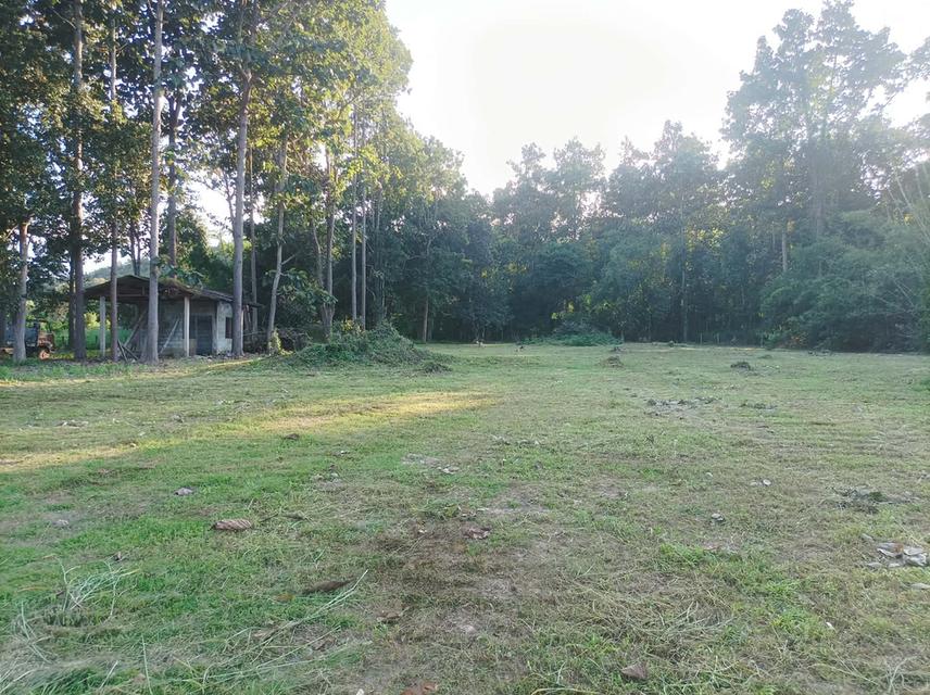 ขายที่ดิน 1ไร่3งาน ต.เชิงดอย อ.ดอยสะเก็ด จ.เชียงใหม่ 6