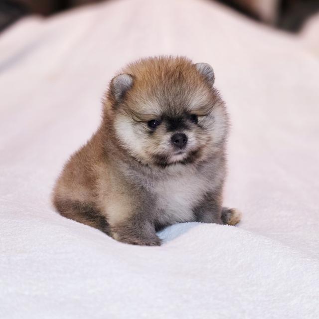 ปอมหมีเพศผู้สุดหล่อพันธุ์แท้พร้อมย้ายบ้าน