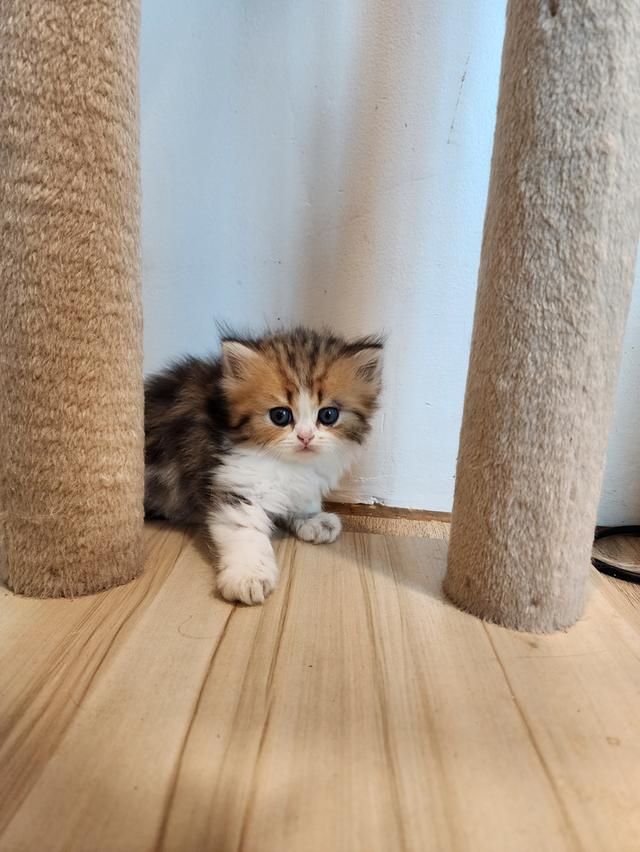 แมว สก็อตติช อายุ 2-3 เดือน ตัวละ 5000 พิกัดไทรม้า 13