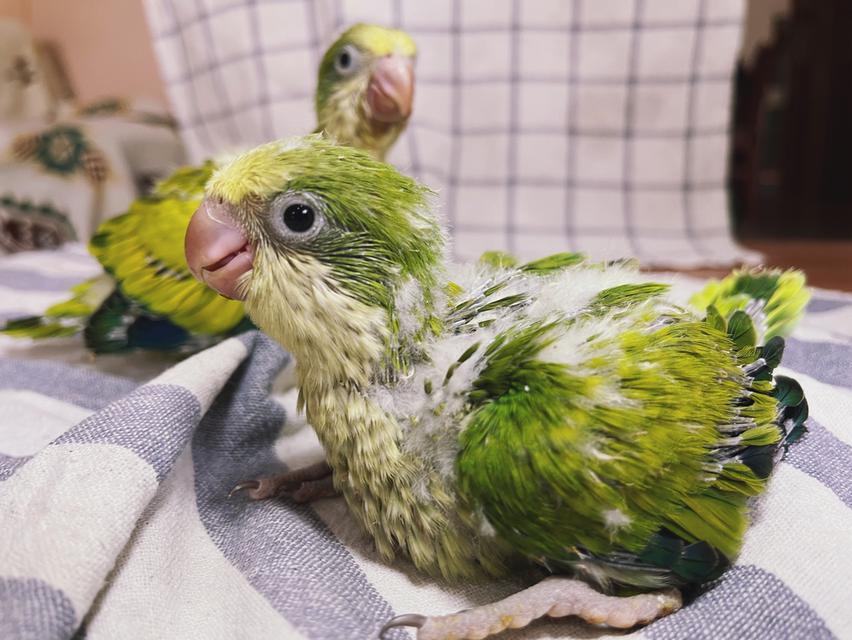 นกแก้วม้องค์ Green opaline