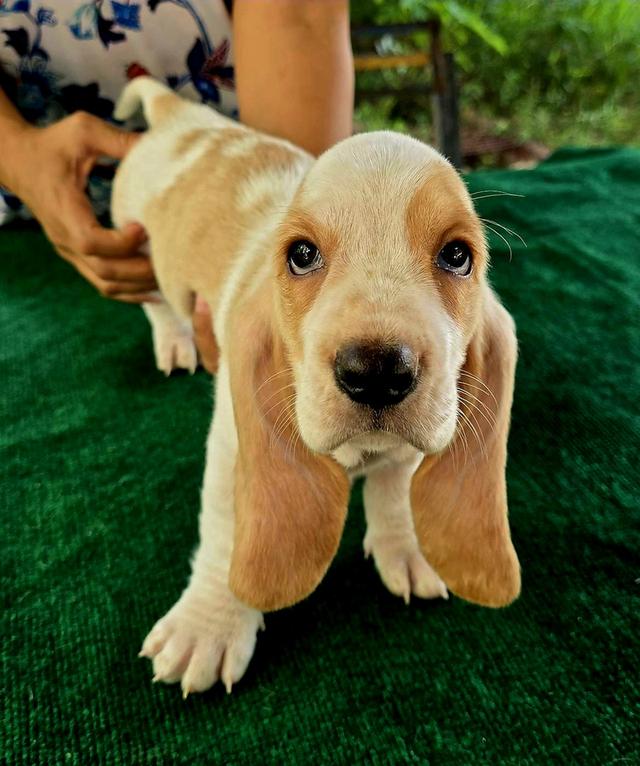 บาสเซ็ตฮาว์ดใบเพ็ดสมาคมพัฒนาพันธุ์สุนัข