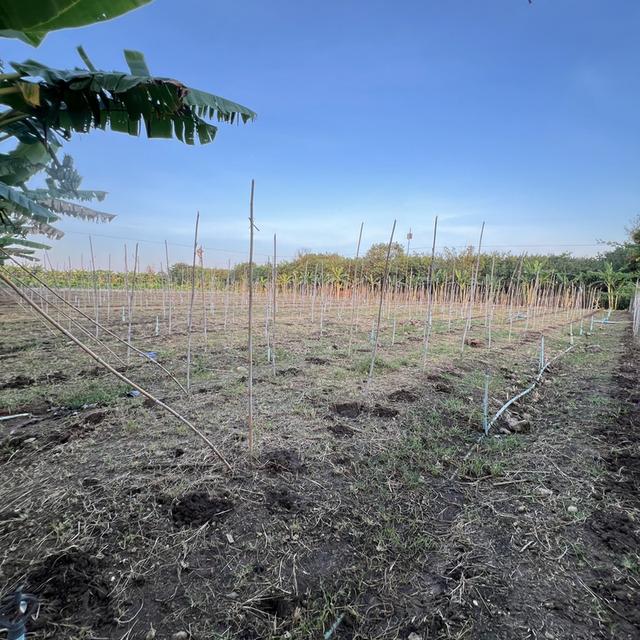 ที่ดินพร้อมสิ่งปลูกสร้าง 8