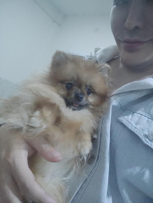 ขายลูกสุนัขปอมสายเลือดแชมป์ วัย11เดือน ราคา 16, 000