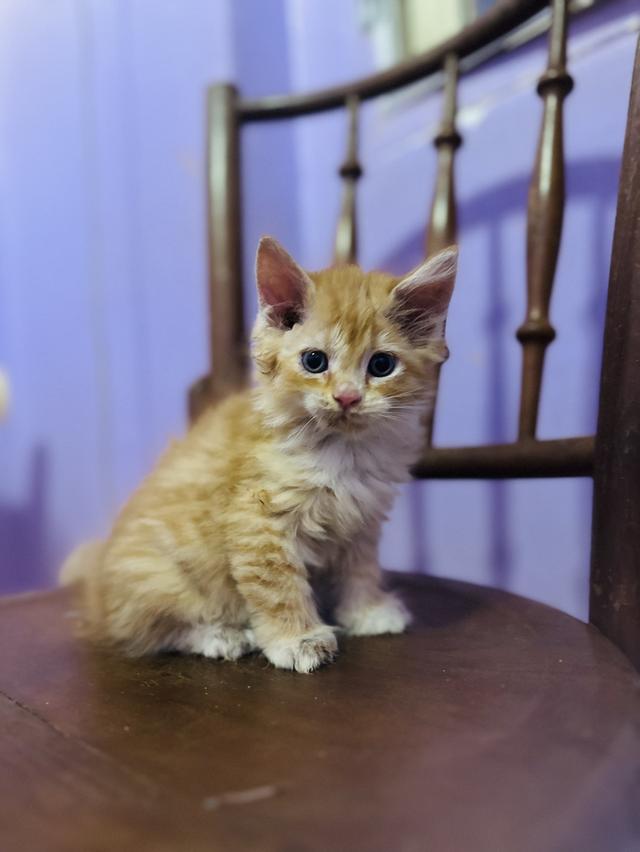ลูกแมวเมนคูน