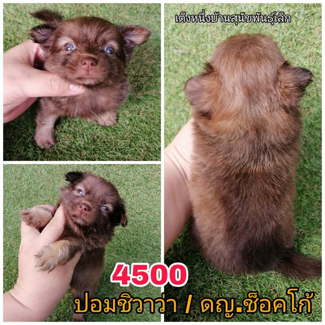 ปอมผสมชิวาว่า พร้อมย้าย