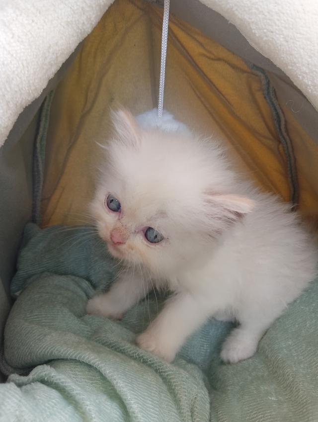 สก็อตติชเพศเมีย น่ารัก รูปที่ 3