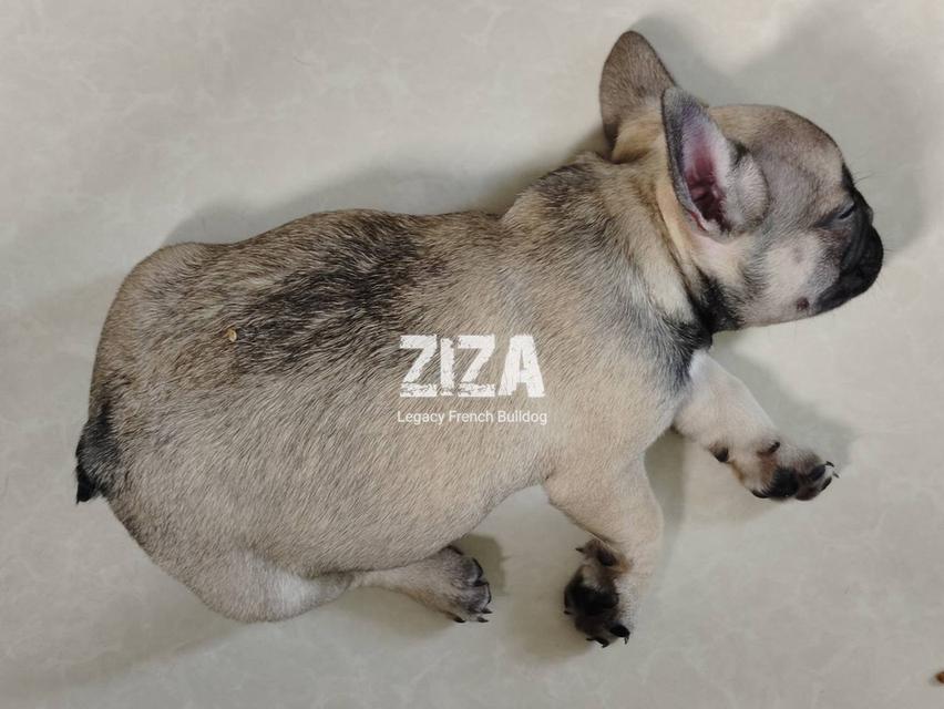 ZIZA สุนัขเฟรนช์บูลด็อก เพศผู้ สีเซเบิล 3