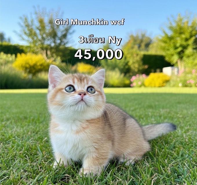 แมวมันช์กิ้น รวมเด็กๆมันช์กิ้นทั้งหมดของฟาร์ม 17