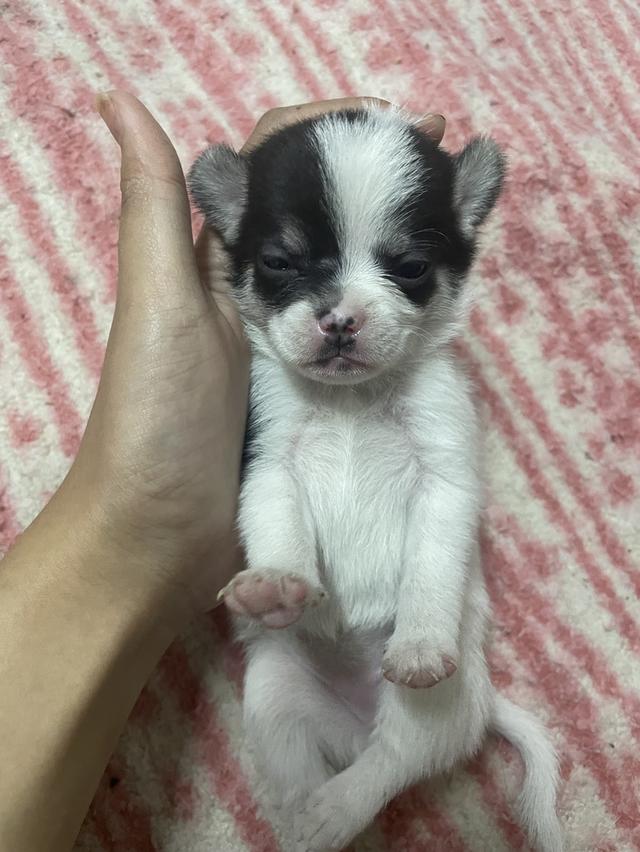 หมาชิวาวา น้องน้องน่ารักหน้าเอ็นดูมากมาก รูปที่ 3