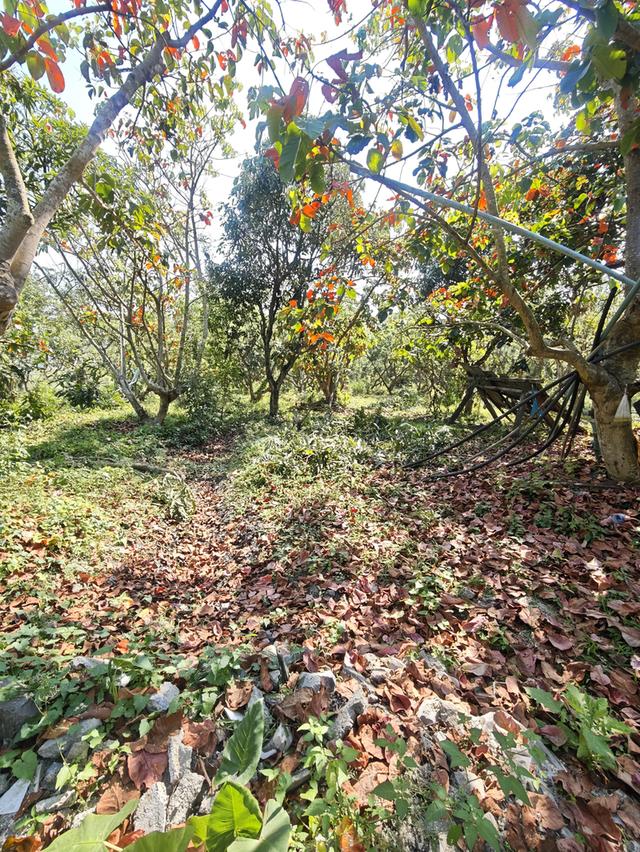 ที่ดิน  อ. บ้านธิ จ. ลำพูน 2