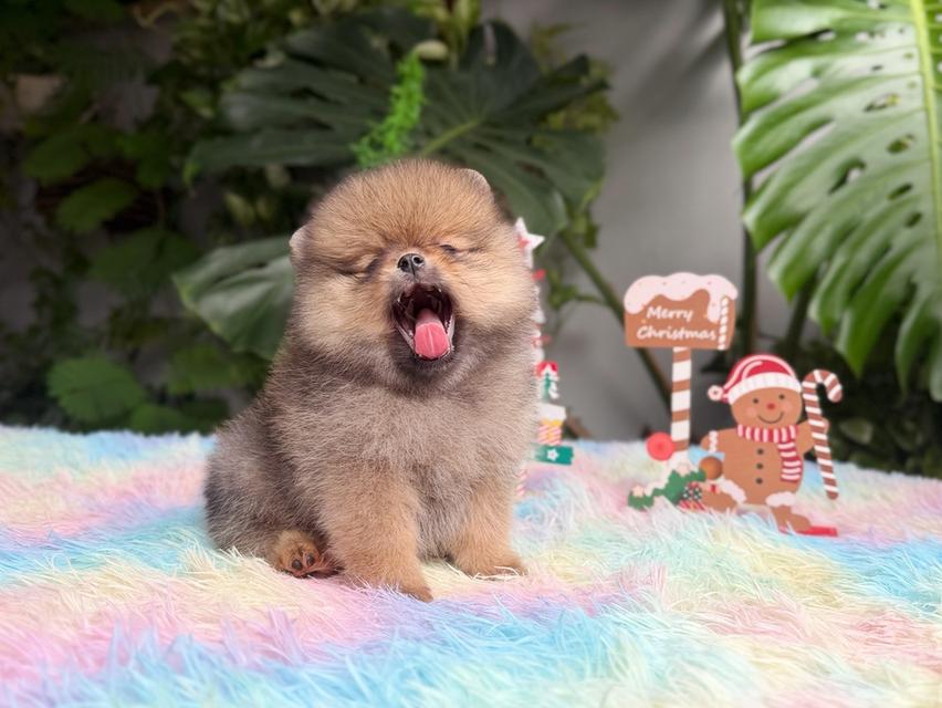 ปอมแท้ เพศเมียสีส้ม พิกัดรามอินทรา 7