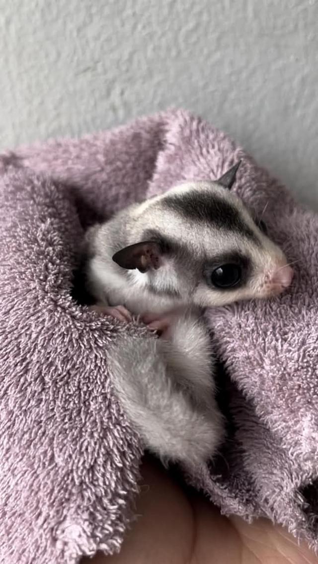 พร้อม Sugar Glider นัดรับกทม. 4