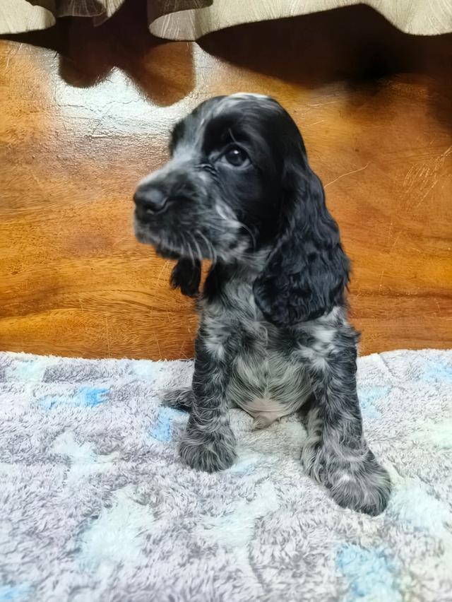 ลูกสุนัขพันธุ์ english cocker