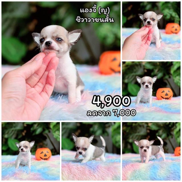 ชิวาวาแท้ขนสั้น เพศเมีย