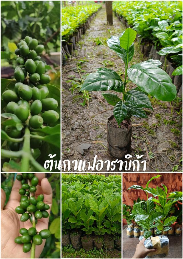 ต้นกาแฟอาราบิก้า (2 ต้น)