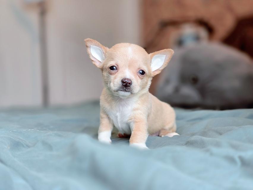 ชิวาวาแท้มีทั้งแบบขนสั้นและขนยาวพร้อมย้ายบ้านมีบริการจัดส่งจ้า