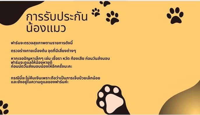 แมวมันช์กิ้น Munchkin ns 7