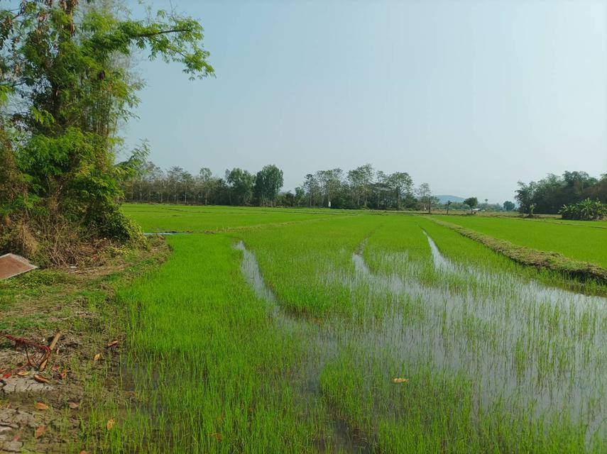 ขายที่ดิน 16ไร่1งาน ต.สง่าบ้าน อ.ดอยสะเก็ด จ.เชียงใหม่ 9