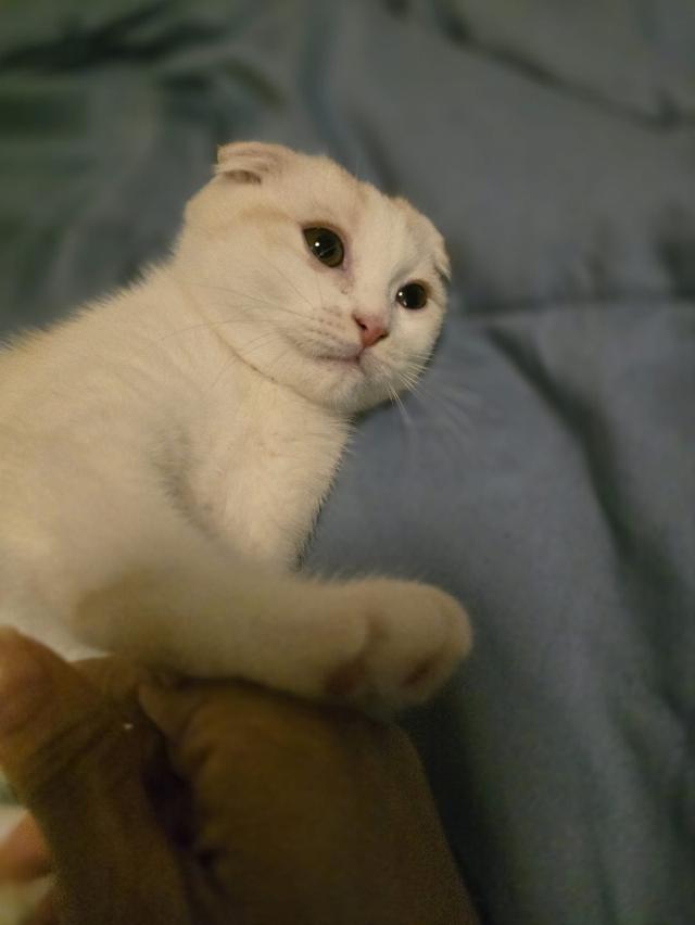 แมว สก็อตติชโฟลด์หูพับ White & Orange Stripes 5