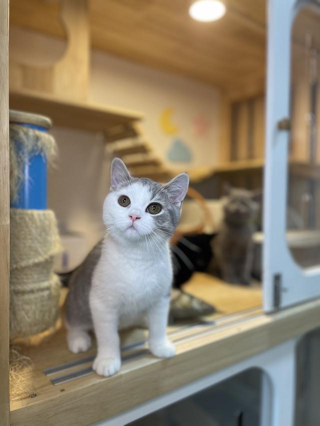 แมวมันช์กิ้นขายาวพร้อมย้าย 5